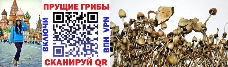 kraken как зайти  Верхняя Пышма  Псилоцибиновые грибы Magic Shrooms 